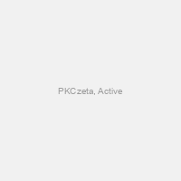 PKCzeta, Active